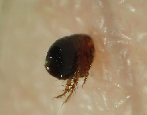 Sticktight fleas (Echidnophaga Gallinacea)