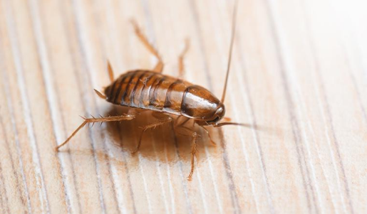 Oriental Cockroach